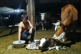 养繁殖母牛，如何保证一年生一个牛犊？品种很关键，选对事半功倍视频封面
