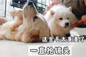给萨摩耶剪指甲，爱表现的金毛一直抢镜头，主人只能出狠招视频封面