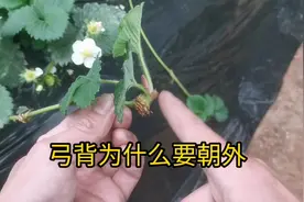 种草莓弓背要不要朝外，什么是弓背朝外？视频封面