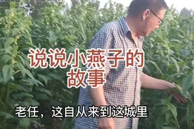 小燕子做的窝戳不得！说说农村有关小燕子的故事视频封面