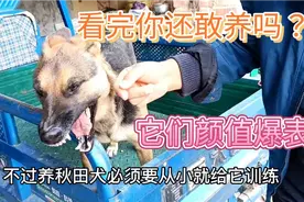 这5种聪智商高的狗狗，大家公认最难养，养过的人都是大神视频封面
