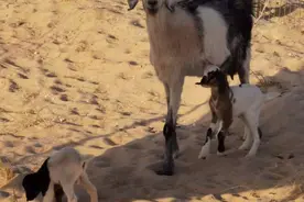 为什么伊斯兰教不吃猪肉，其中有一个原因出乎意料视频封面