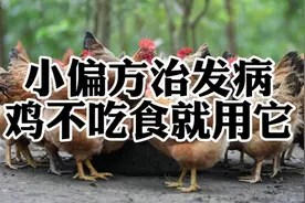 小偏方治大病，鸡不吃食就用它视频封面