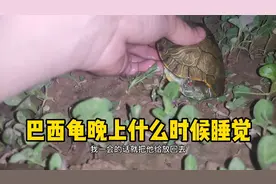 【乌龟】晚上巴西龟一般什么时候睡觉。基本上也就8-10点那样！