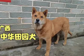 花200买的中华田园犬，养了5个月了，看它到底听不听话视频封面