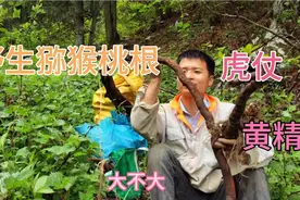有人叫我给他挖野生猕猴桃的根，还有虎杖黄精，刚好赚点生活费。视频封面