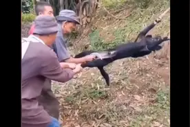 狗狗被阉割后它的自我佛性感受视频封面