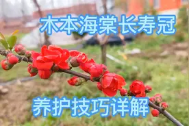 长寿冠的养护技巧详解@花卉网 @花卉盆栽大全视频封面