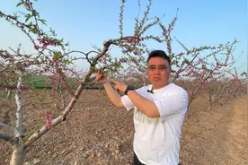 桃树落花后第一遍药，打什么药，什么时候打，专家给出一套方案视频封面