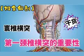 第一颈椎（寰椎）横突的重要性！头颈胀痛、恶心呕吐【推拿解剖】