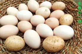 很多农村的朋友捡了土鸡蛋以后直接清洗这样是错误的阿东教你一招