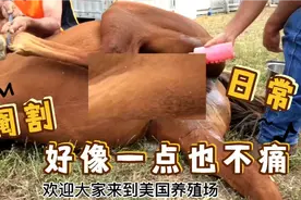 农村人让一让，给城里科普一下动物阉割