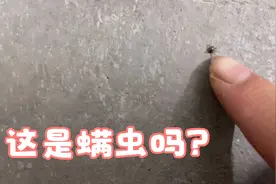 小鱼住山脚一楼房子，娃脖子突然红痒，用除螨仪扫完打开看吓一跳视频封面