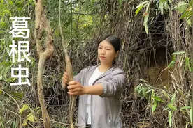 农村随处就可以抓到的葛根虫，油炸下，给孩子吃，身体棒棒视频封面