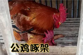 公鸡啄架，体重相仿，2年半的本地公鸡竟然不是8个月肉鸡的对手?