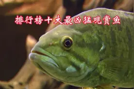 排行榜十大最凶猛观赏鱼（上）