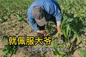 放羊老汉把玉米剪得剩两片叶了，是羊没吃的了？被我忽悠得非要剪