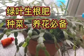 两样东西一混合，自制绿叶生根肥，三天见效，种菜养花必备视频封面