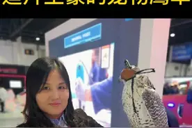 #鹰隼 解析迪拜土豪象征的鸟-鹰隼视频封面