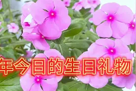 千帆过尽，归来仍是少年。历经风雨，美好一如当年。视频封面