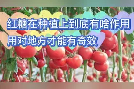 红糖在种植上到底有啥作用？别再乱施，用对地方才能有奇效视频封面