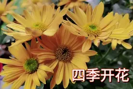 菊花真的可以“四季开花”，了解一下这些养护常识，你也能做到！