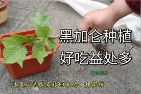黑醋栗也叫黑加仑，种上一棵结满酸甜的黑色小浆果，好吃益处多