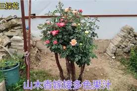 山木香多杆丛林桩嫁接多色果汁，终于可以实现多色月季自由视频封面
