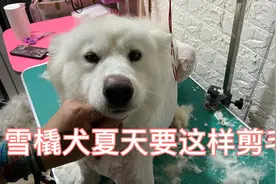 萨摩耶狗狗也要做美容，给它修剪完秒变小狮子，夏天就要这样剪视频封面