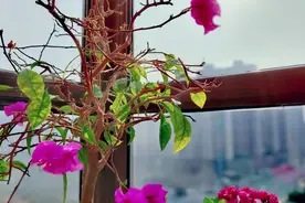 家里的三角梅叶子掉光了，还需要浇水和施肥吗？看了就知道视频封面