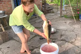 农村田园生活，小媳妇农家酱爆锅炖大鱼，放几根茄子太香了！视频封面