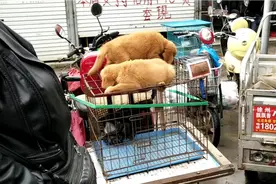 大爷的金毛只能看不能摸