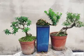 养护黄杨盆景不用过于频繁浇水，把控生长习性怎么养都好视频封面