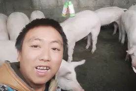 给猪打针的小技巧，80后养猪小伙经验分享视频封面