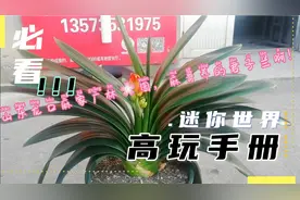 龙口麻家广林🌸园麻练养的君子兰，质量杠杠的！视频封面