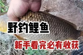 鲤鱼怎么钓？野钓鲤鱼的所有经验一次性全部说完，新手一样钓得多视频封面