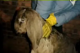 龚鼻子小羊羔漂亮