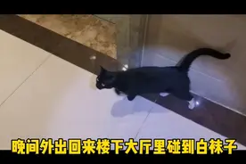 流浪猫白袜子头回主动进家门，我大喜过望，离温暖过冬又进一大步视频封面