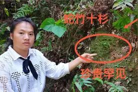 一斤能卖200元的“蛇足石杉”，实在是太罕见，找了3年终于发现了视频封面