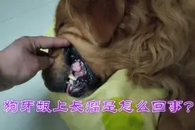 解析宠物牙龈长瘤的常见原因和预防办法——一例牙龈瘤治疗全过程视频封面