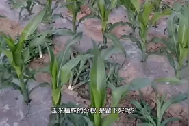 玉米植株的分杈，是留下好还是掰掉好？老农民分享正确的做法