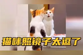 【搞笑配音】当猫咪照镜子是一种什么体验....猫咪一脸惊讶的表情视频封面