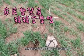 农村麦田地鼠泛滥怎么办？看看农民兄弟出奇招，几个棍棍解决问题