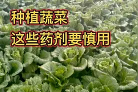 不管种植什么蔬菜，这些调节剂要慎用，朋友用的啥也不长视频封面