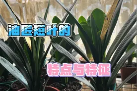 君子兰品系中的佼佼者，油匠短叶兰友们了解一下。视频封面