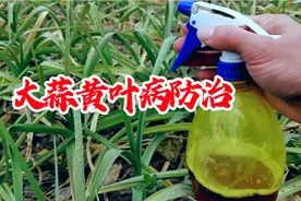 大蒜黄叶的原因？黄叶病如何防治？红糖白醋兑水喷施，不买药省钱视频封面