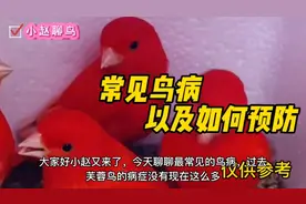 养鸟人经历最多的几种常见的鸟急病给大家总结下发出来看看