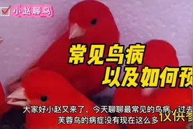 养鸟人经历最多的几种常见的鸟急病给大家总结下发出来看看视频封面