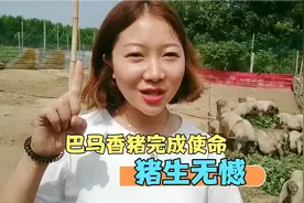 每个生命都是一个循环，二师兄走好😋😋视频封面