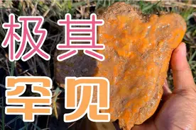广东省台山市某男子，在水库排洪河道里，捡到极其罕见玉石！视频封面